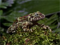 352 - VIETNAMESE MOSSY FROG 1 - WOOD KEITH - united kingdom